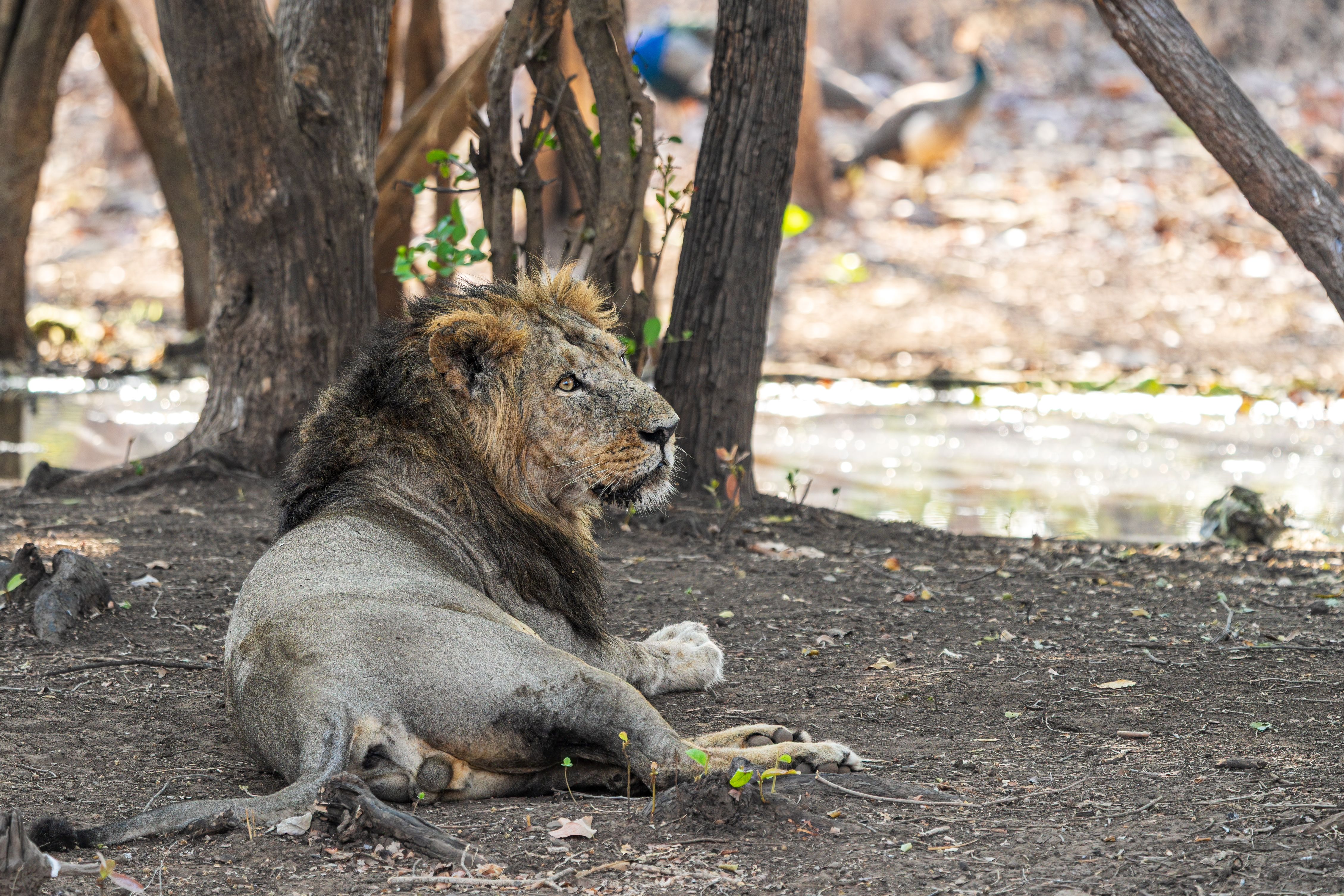 Sasan Gir Wildlife Safari